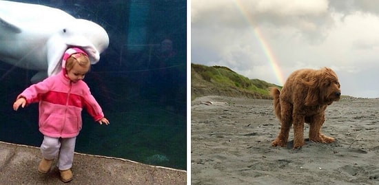 Фотошедевры, на которые нужно смотреть дважды из-за веселого заднего фона