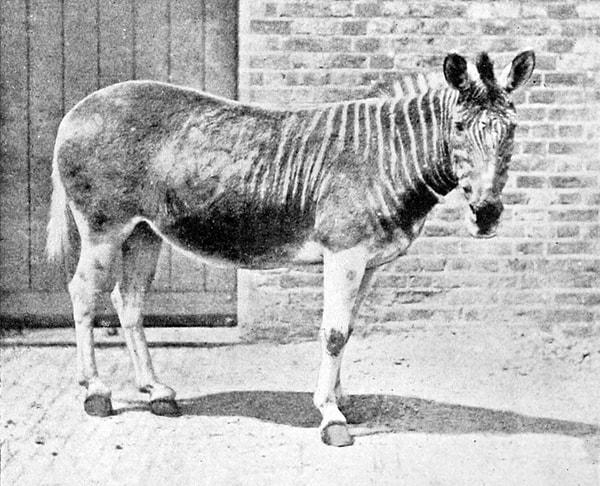 Güney Afrika'ya özgü bir zebra türü olan son quagga zebrası, Amsterdam hayvanat Bahçesi'nde öldü.