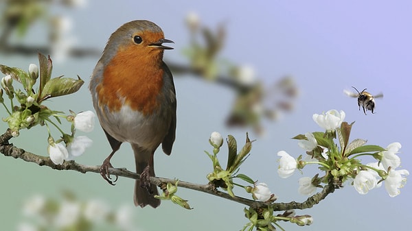 5. Легкие подойдут птичьи.