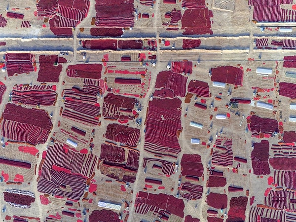 3. Вот так выращивается перец чили в Синьцзян-Уйгурском автономном районе