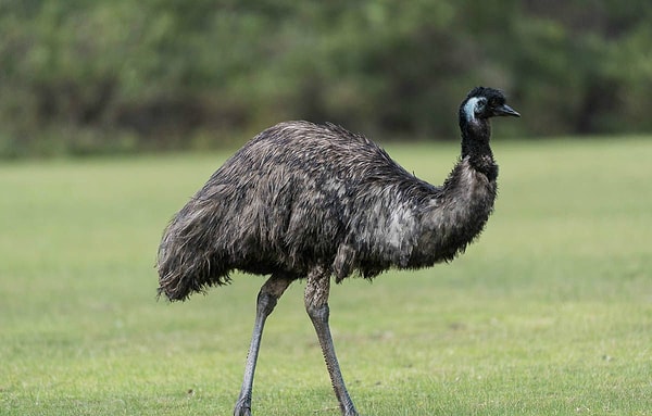 4. Для большей скорости и устойчивости человеку необходимы сильные ноги.