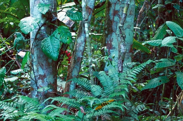 2. Кто замаскировался здесь?