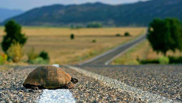 5. Clemson Üniversitesinin yürüttüğü bir araştırmada, yollardan karşıya geçen kaplumbağaların ölüm oranı gözlemlenmek istendi ve bir yolun ortasına sahte kaplumbağa konarak sürücü davranışları gözlemlendi.
