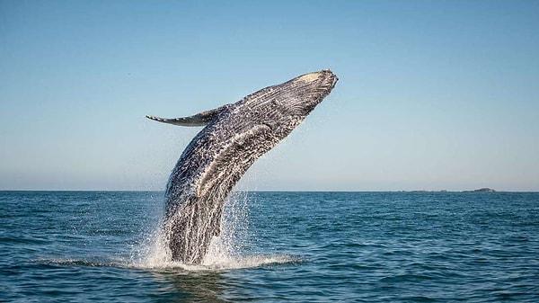 Balinalar gizemli okyanusların, keşfedilebildiği kadarıyla, boyut olarak en büyük ev sahiplerinden birisi.