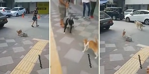Adana'nın Kedisinin Bile Psikopat Olduğunu Kanıtlayan Görüntüler