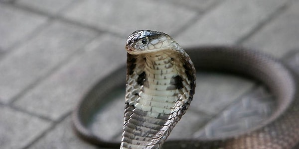 9. "Давай поиграем в прятки"