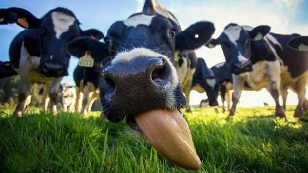 7. Коровы и козы, дающие человеческое молоко