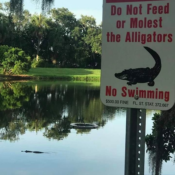 11. "Не кормите аллигаторов и не приставайте к ним. Плавать запрещено", - гласит надпись на табличке. Блин, зря купальник только брали...