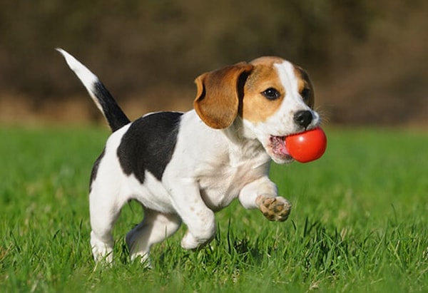 Никто не полюбит вас так же сильно, как верный пес!