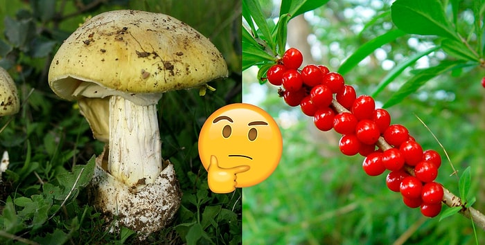 Тест: Знаете ли вы, какие из этих растений съедобны, а какие - нет?