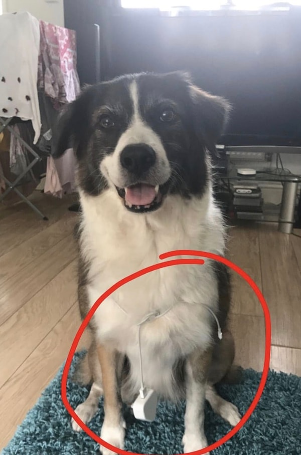 1. Попросил маму принести мне наверх зарядку от телефона. Она ответила: «Позови собаку».