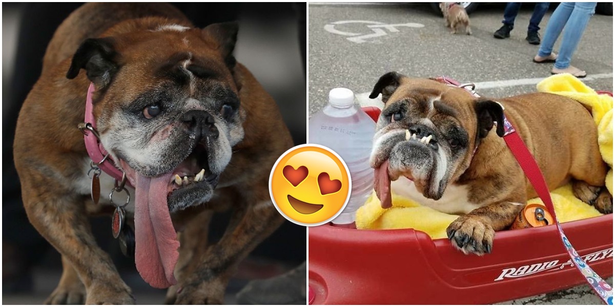 Dünyanın En Çirkin Köpeği Belli Oldu! Yarışmanın Kazananı İngiltere�den