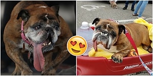 Dünyanın En Çirkin Köpeği Belli Oldu Yarışmanın Kazananı İngiltereden Çıktı 73