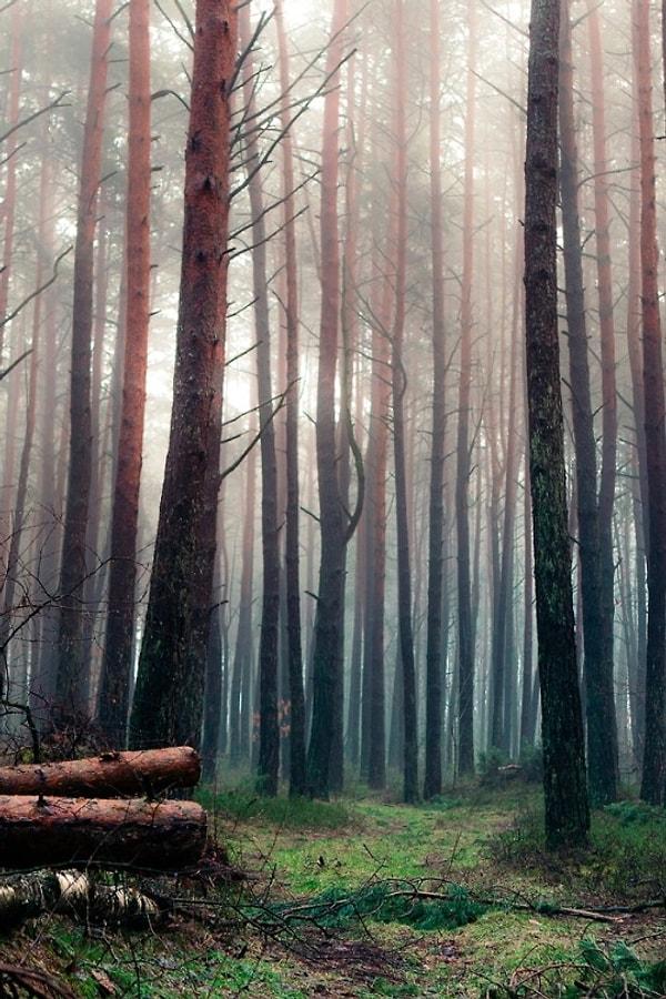 14. Misty forest | Erik Kossakowski