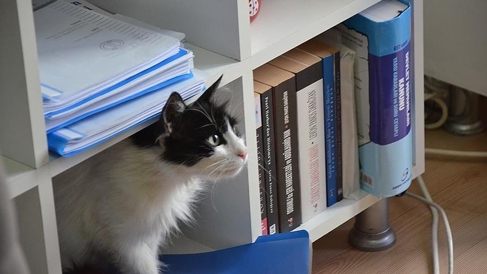 🐾Makam Odasında Pati İzleri: Hayvan Dostu Esenköy Belediyesi'nin Sevimli Misafirleri