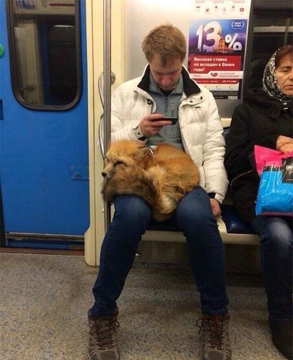 6. Парень и его лисичка :)