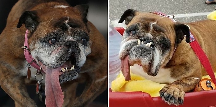 Победитель конкурса "Самая уродливая собака" живет в Англии!