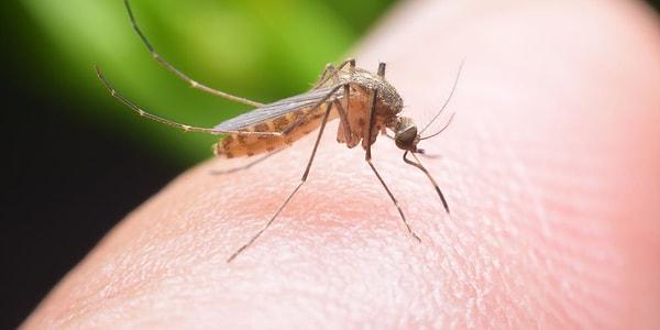 su birikintisi ve sivrisinek ile ilgili gÃ¶rsel sonucu