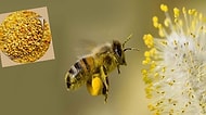 Her Yaptığı Mucizevi Olan Bal Arılarının Polenlerini Tüketmeniz İçin 10 Harika Sebep