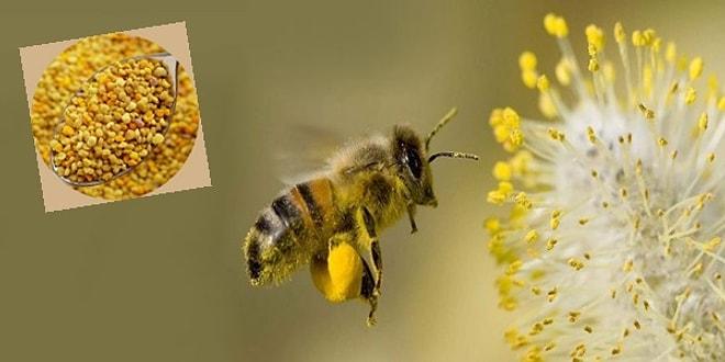 Her Yaptığı Mucizevi Olan Bal Arılarının Polenlerini Tüketmeniz İçin 10 Harika Sebep