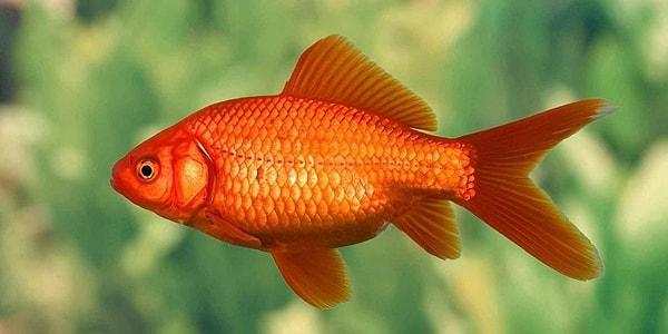 17. Japon balıklarının sadece 3 saniyelik hafızaya sahip olduğu yanılgısı.