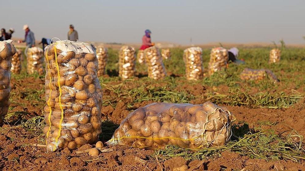 GMO'dan Suriye'den İthal Patates Açıklaması: 'Kimyasal Kalıntı Hakkında Ciddi Tereddütlerimiz Var'