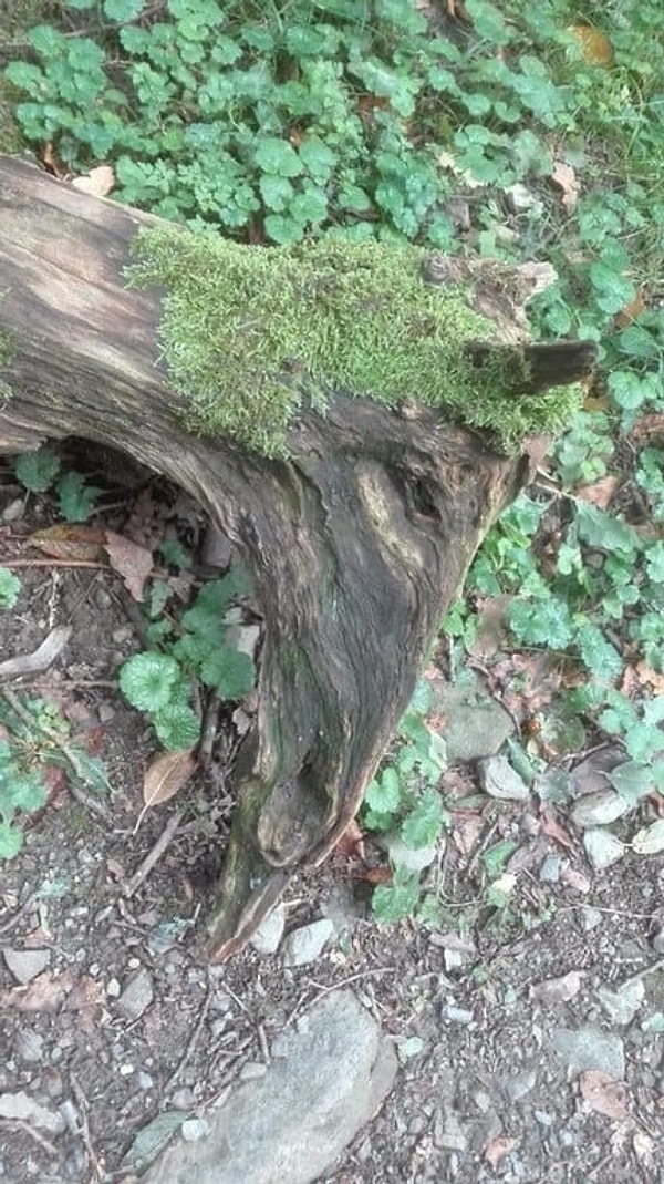 6. Дерево замаскировалось под голову коня