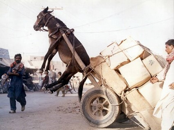 17. Бедный ослик :(