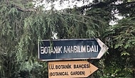 İstanbul Üniversitesi Bünyesindeki Şehrin İlk ve Tek Botanik Bahçesi Müftülük İçin Tahliye Ediliyor...