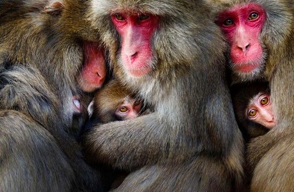 16. "Очень толерантное общество"