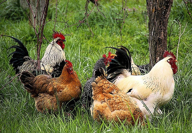 Mutlu Ve Guzel Bir Hayat Ruyada Tavuk Gormek Ne Anlama Gelir Mutlu Ve Guzel Bir Hayat Ruyada Tavuk Gormek Ne Anlama Gelir
