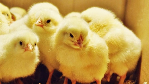 Mutlu Ve Guzel Bir Hayat Ruyada Tavuk Gormek Ne Anlama Gelir Mutlu Ve Guzel Bir Hayat Ruyada Tavuk Gormek Ne Anlama Gelir