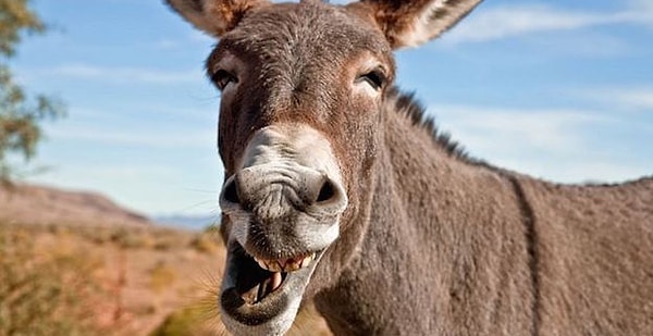 2. Осёл женского рода - это...