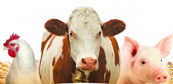 Кто такой мерин, или Тест на знание словаря ветеринара