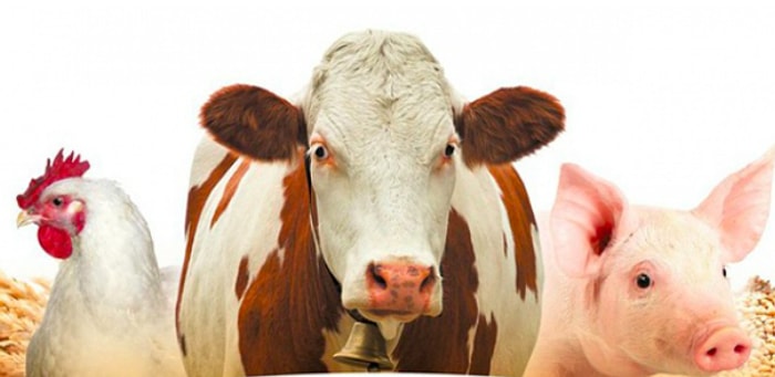 Кто такой мерин, или Тест на знание словаря ветеринара