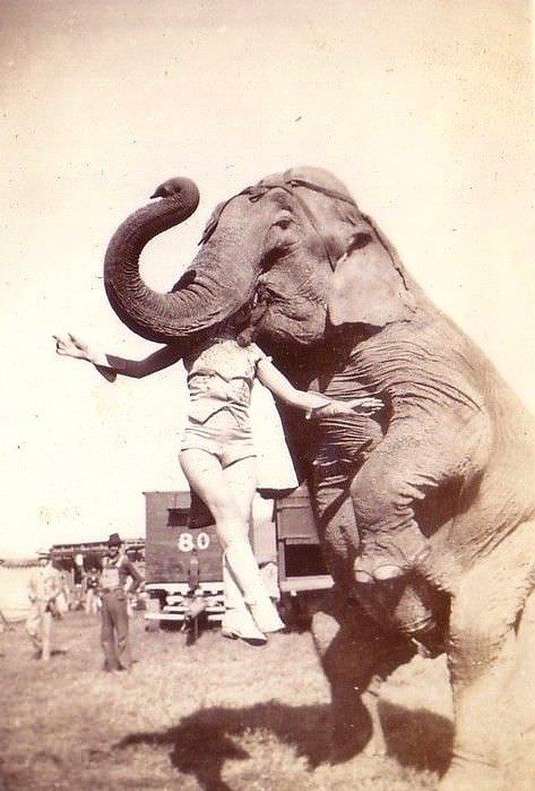 7. Filin ağzında duran bir sirk çalışanı - Amerika, 1937