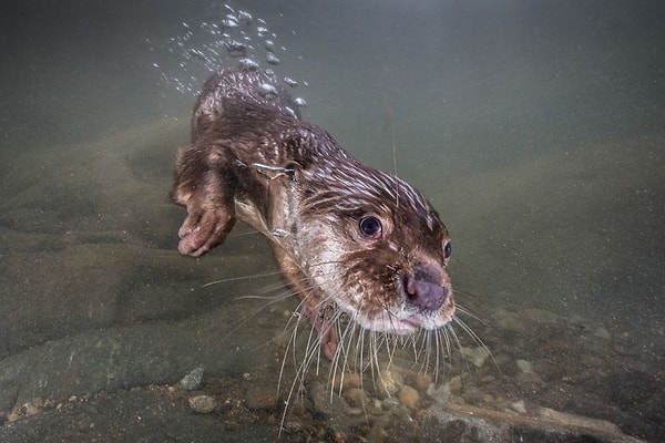 21. "Один из последних"