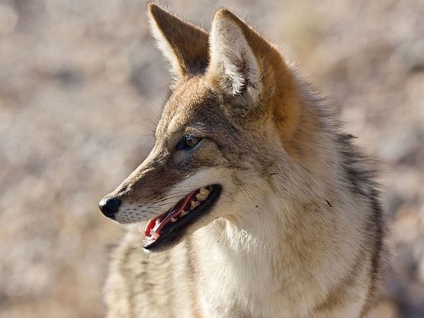 3. Могут ли животные предсказывать землетрясения?