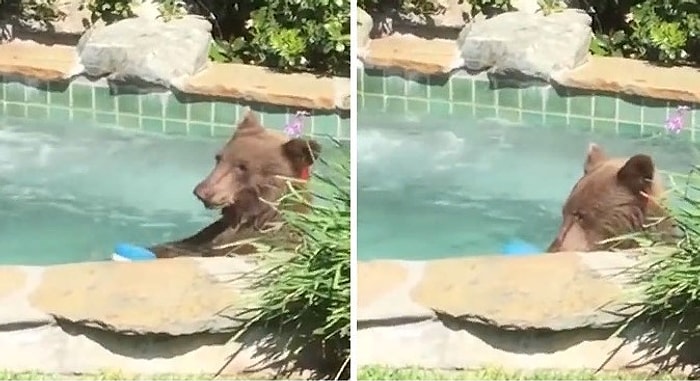 Парень сфотографировал, как медведь искупался в его джакузи, выпил «Маргариту» и прилег отдохнуть