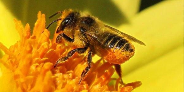 10. Bal arıları ensestten doğan erkek arıları tespit edebiliyor ve doğar doğmaz onları canlı canlı yiyor.