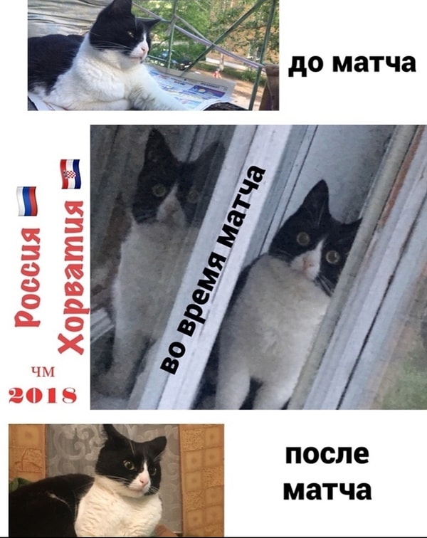 15. Даже котики чувствуют эту боль