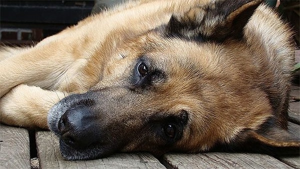 19. "Когда умерла наша собака, а мы еще не объяснили должным образом, что такое смерть, наш тогдашний двухлетний ребенок сказал: "Все мысли покинули ее тело."