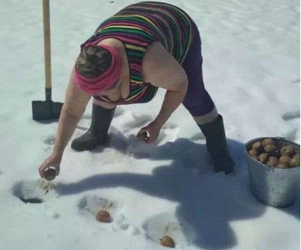 17. Немножечко опоздали с посадкой картошечки