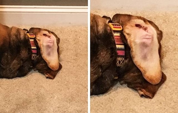 20. Так это собака или обезьяна? Ваш вердикт?