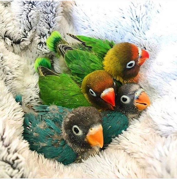 Gerçek aşkı bulan Kiwi ve eşinin yavruları... Herkesin bu kadar mutlu bir yuvası olması dileğiyle! 😍