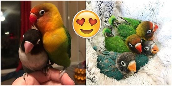 Gülümsetme Garantili Mini Hikâye: Kuş Kiwi ve Metalci Kız Arkadaşının Kıskandıran Aşkı!