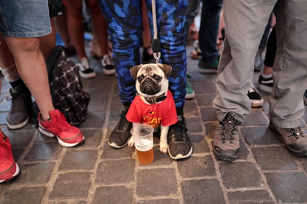 5. Мопс в цветах бельгийской сборной смотрит матч Бельгия - Англия в брюссельском пабе 28 июня.