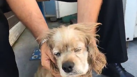 Yaşlandı Diye Sokağa Atıldığını İddia Ettiği Köpek İçin Kahrolan Adam