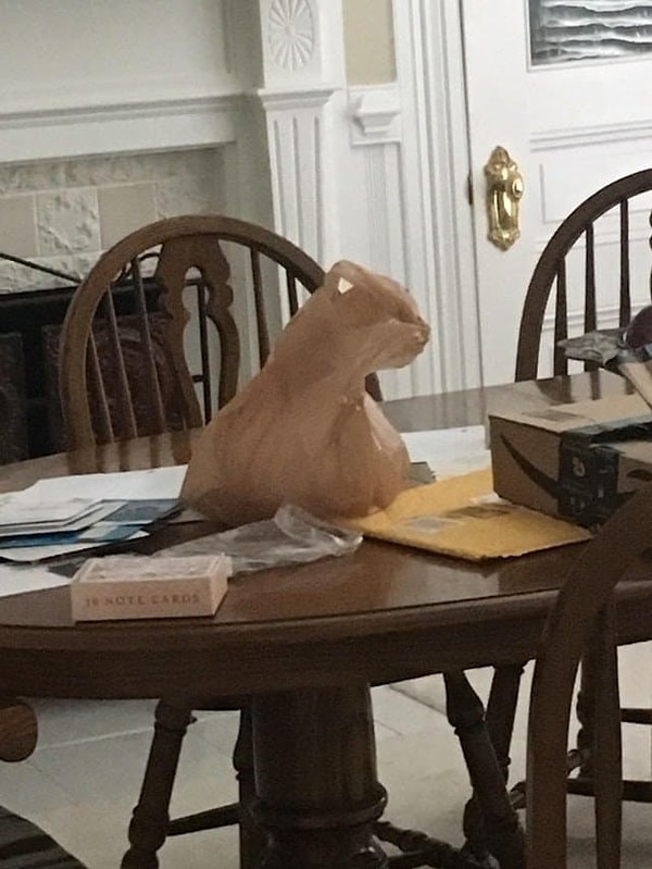 3. Нет, и это не кот, сидящий на столе, а всего лишь пакет 🤔