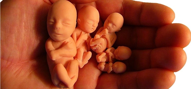 Anne Karninda Bebegin Boyu Ve Kilosu Hafta Hafta Gebelik Hamilelik Takibi Bebek Gelisimi